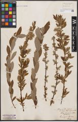 Foto von Salix aurita L. x Salix repens L.